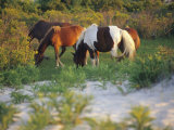 Wild Ponies Graze on Tender Grasses