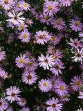 Aster "Little Carlow" Perennial Close-up of Daisy Like Mauve Flowerheads