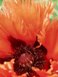 Papaver Orientale "Curlilocks " Red Fringed Flower