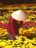 Woman in Straw Hat and Flowers  Mekong Delta  Vietnam
