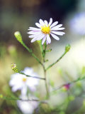 Aster "Azureus" Close-up of White Flower Picton Gardens September