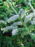 Abies Pinsapo "Glauca" Close-up of Evergreen Foliage