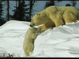 Mother Polar Bear Coaxes Her Cub up a Snow Bank