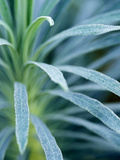 Euphorbia Characias "Wulfenii"