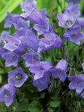 Campanula Cochlearifolia Syn C Bellardii  C Pusilla (Fairys Thimble)