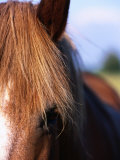 Portrait of Horse  Near Kragelund  Denmark