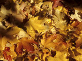 Yellow and Orange Maple Leaves in Washington  Dc  Washington  District of Columbia  United States