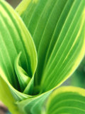 Hosta Montana (Aureomarginata)