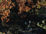 A Red Fox Resting in the Shade of a Bush with Red Leaves