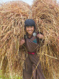 Farmer Carrying Straw  Bumthang  Bhutan