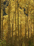 A Stand of Autumn Colored Aspen Trees