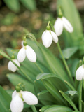 Galanthus "Augustus" (Snowdrop) February Bulb