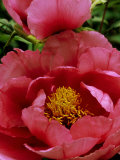 Paeonia Suffruticosa (Moutan)