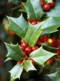 Ilex Latifolia (Lydia Morris)
