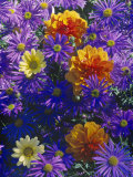Late Summer Partners  Aster & Dahlia  September