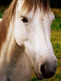 Portrait of Connemara Pony  Connemara  Ireland