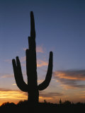 A Saguaro Cactus Silhouetted against the Evening Sky