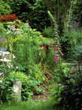 Digitalis Purpurea (Foxglove)  Aconitum  Carex Elata Growing Together Summer