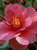 Camellia (Mirage)  Shrub
