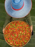 Farmer Selling Chilies  Isan region  Thailand