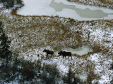 Aerial of a Male and Female Moose Walking Through a Snowy Wetland