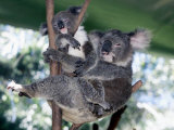 A Mother Koala Proudly Holds Her Ten-Month-Old Baby  Sydney  Australia  November 7  2002