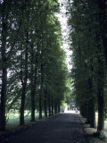 A Tree Lined Path on the University Grounds  Cambridge  England