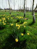 Narcissus (Daffodil) and Crocus Planted in Drifts Among the (Betula) Silver Birch Trees