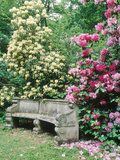 Curved Stone Bench & Rhododendron Hybrid "Pink Pearl" & "Dairymaid"