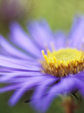 Aster Novae  Angliae "Treasure"