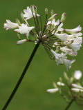 Agapanthus (Bressingham White)