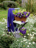 Purple Blue Anemone (Windflower)  and Argyranthemum Frutescens (Marguerite)