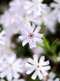 Phlox Bithida 