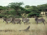 Zebras Pause on the Savannah in the Shaba Game Reserve