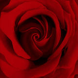 Extreme Close-up of Red Rose