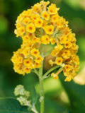 Buddleja X Weyeriana Shrub
