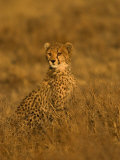 A Young Cheetah Sitting in Grass Illuminated in a Golden Light (Acinonyx Jubatus)
