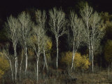 Aspen Trees Stand Barren Late in the Fall