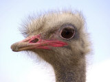A Young Ostrich on a Farm in Neu Heinde