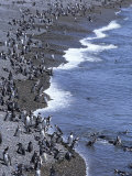 Magellan Penguin Colony  Punta Tombo  Patagonia  Punta Tombo Provincial Reserve  Argentina