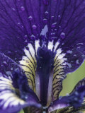 Close View of the Dew-Drenched Petals of an Iris