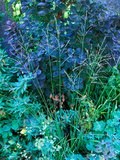 Panicum Virgatum and Cotinus Coggygria Planted Together  September