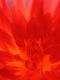 Close-up of Dahlia Flower