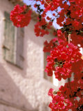 Red Flowers on Main Street  Kardamyli  Messina  Peloponnese  Greece