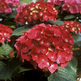 Hydrangea Macrophylla "Firelight" (Syn H "Leuchtfeuer")