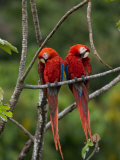 Pair of Scarlet Macaws (Ara Macao) Perched Side by Side on Branch