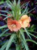 Oenothera Versicolor "Sunset Boulevard" (Evening Primrose)