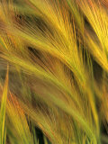 Foxtail Barley