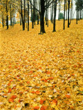 Leaves in Fall Colour on Forest Floor  Pere Marquette State Park