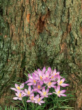 Crocus  Flowers